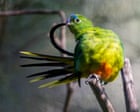 Native birds in captivity to be vaccinated against H5 bird flu as Australia prepares for more mass mortalities