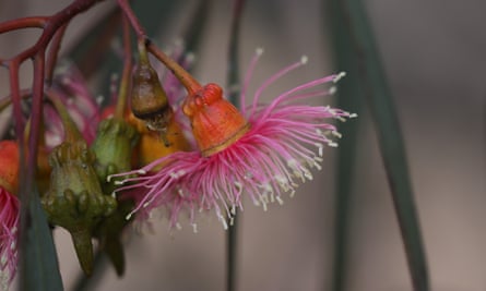 Pink flower of the coral gum tree