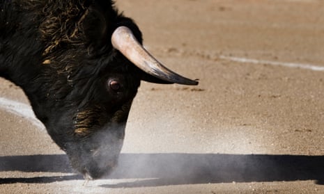 A bull  is seen during a bullfight at 'Las Ventas' bullring in Madrid in 2009