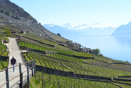 Jalur batu menghubungkan kebun anggur bertingkat di lereng curam dekat Rivaz.