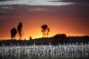 Field of Light outside Uluru