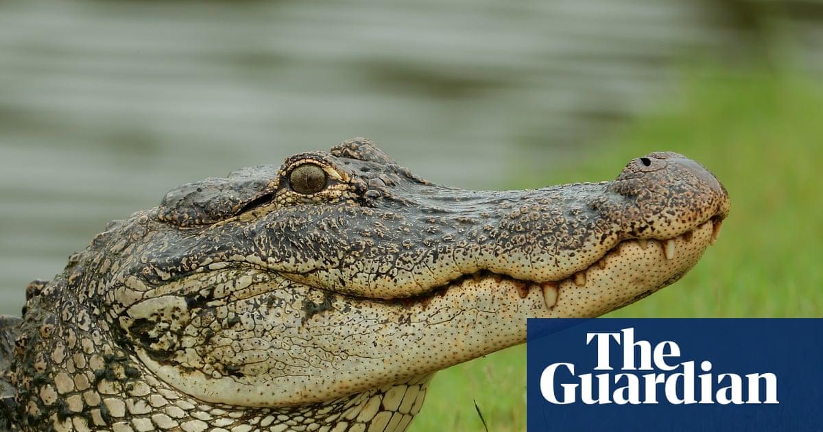 Louisiana gears up for first recreational alligator hunt in more than 50 years