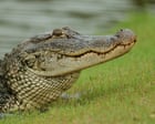Louisiana gears up for first recreational alligator hunt in more than 50 years