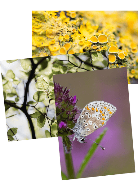 Composite of butterfly, lichen, new leaves on beech tree
