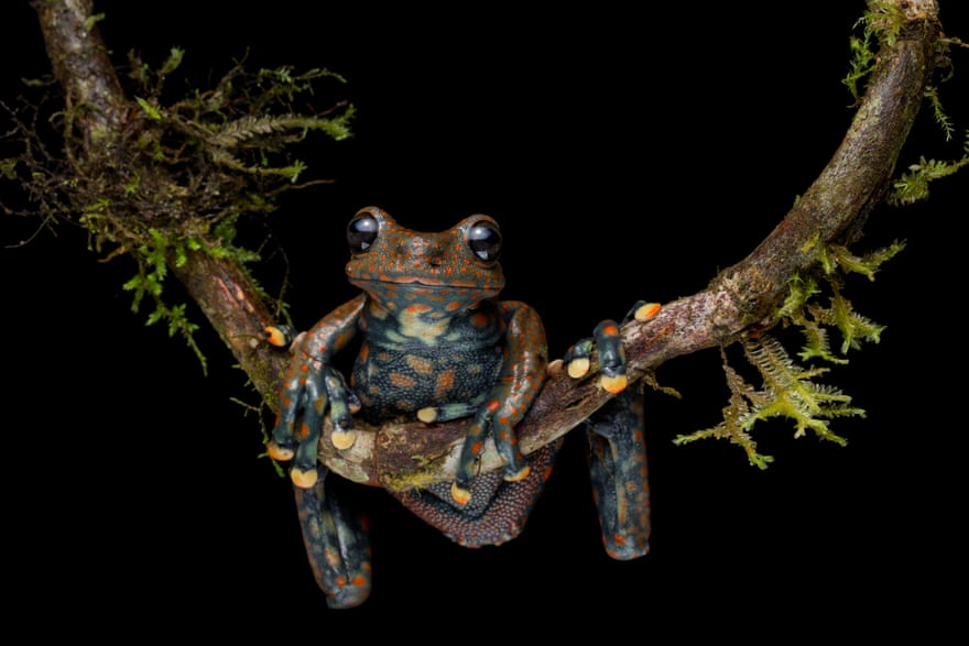 Spotted torrent-frog, critically endangered, Santa Bárbara park, Ecuador