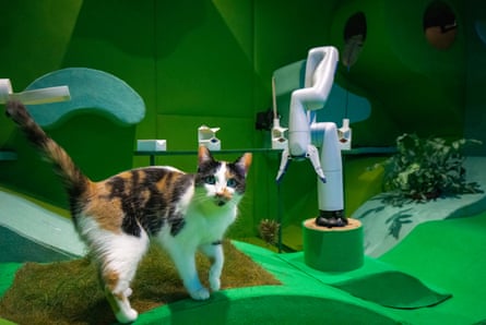 Blast Theory's Cat Royale, um experimento em vídeo medindo as reações dos gatos ao serem cuidados por um robô.
