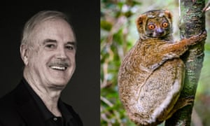 John Cleese and a woolly lemur.