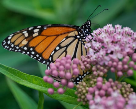 A monarch butterfly feeds on milkweed