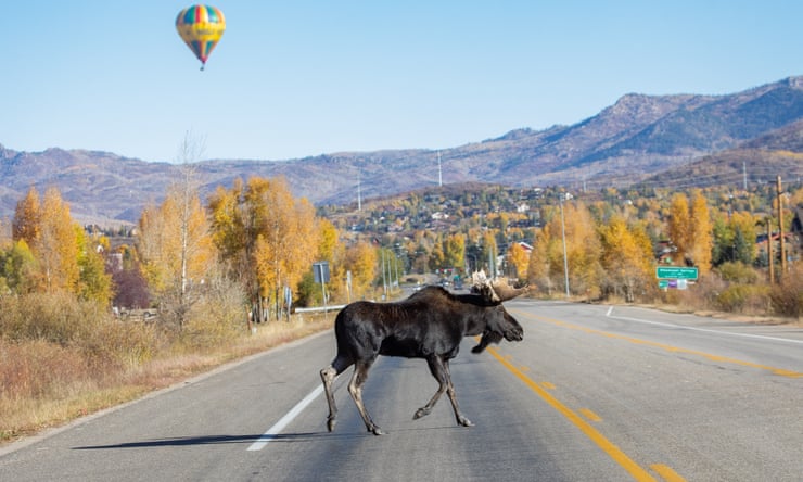‘No chain stores, but moose on every corner’: as Colorado herds thrive, clashes with people rise As moose numbers have grown, so have encounters with humans. In 2012 cars hit moose four times in Colorado; a decade later there were 59 collisions. Photograph: David Dietrich