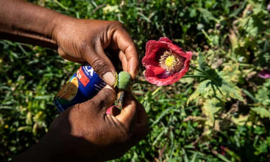 A man harvests poppy plants to produce opium paste.
