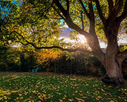A back garden in Northumberland, England at dawn. The sun is rising in the background behind the tree in the garden. There is a makeshift swing attached the tree with ropes.