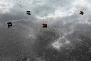 Cows stand in floodwaters