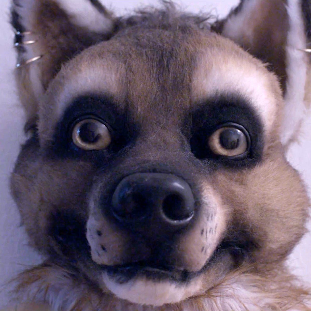 It S Not About Sex It S About Identity Why Furries Are Unique