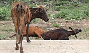 Cattle in Chivi district