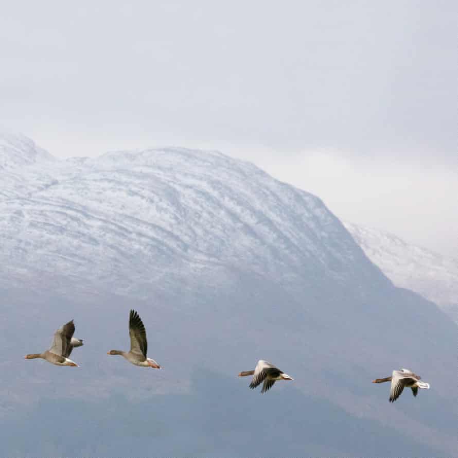 Greylag geese with Garbh Bheinn, Loch Sunart, Highland, Scotland.