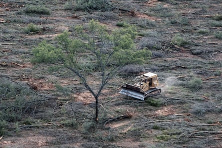 A bulldozer heads towards a tree standing surrounded by felled trees