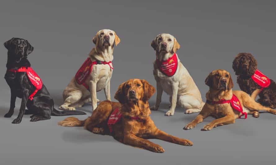 Six lovely dogs wearing medical detection dog tabards