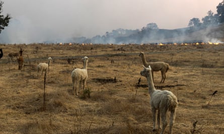 The Kincade Fire approaches a herd of alpacas in Sonoma county, California, on Sunday.