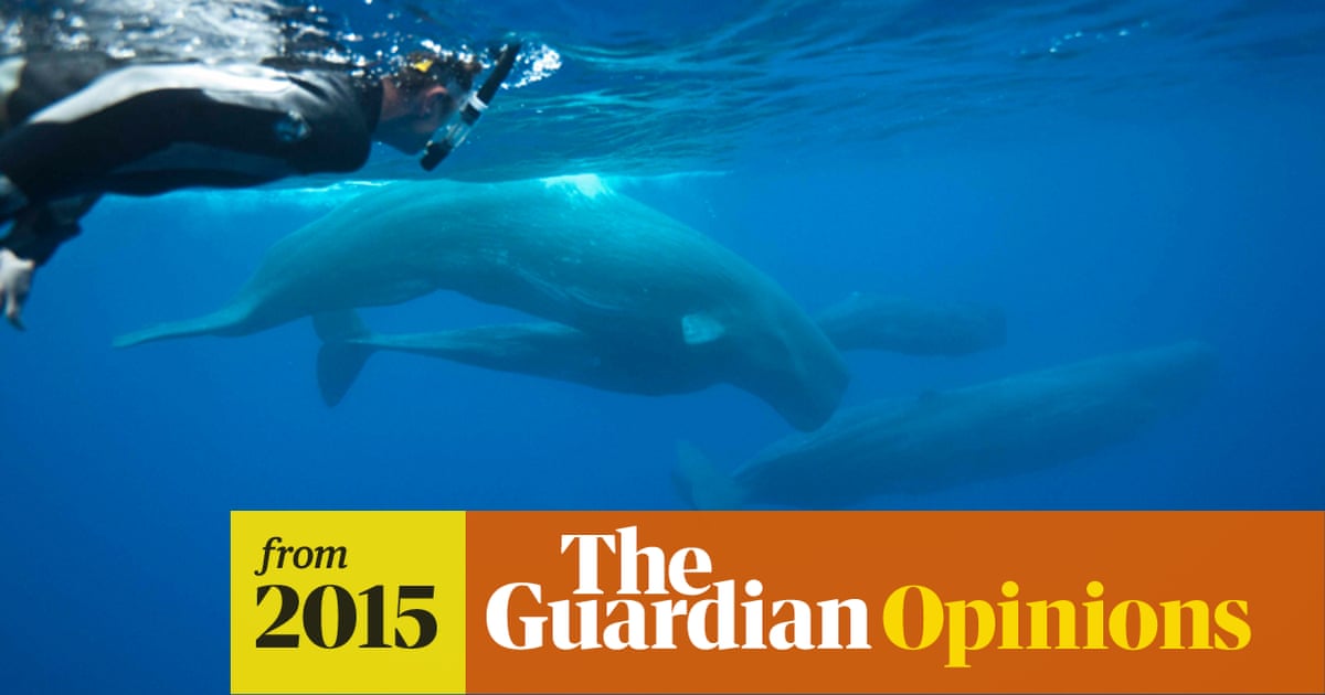 A Moment That Changed Me Looking A Sperm Whale In The Eye Whales The Guardian