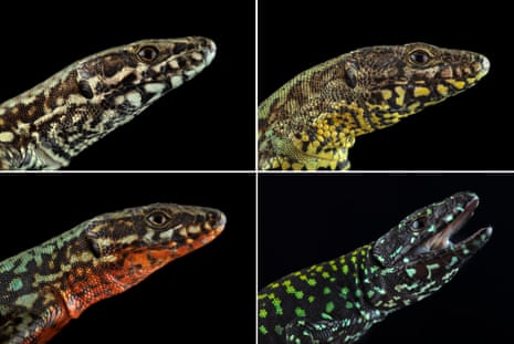 white, yellow, white (but lower density than first) and orange speckled throats