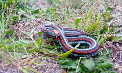 A San Francisco garter snake can grow up to 3 feet long.