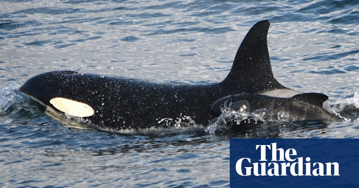 Orcas (Killer whales)