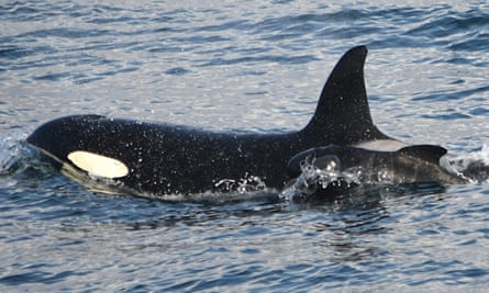 Sædís the orca swims with a newborn long-finned pilot whale calf off the coast of Iceland