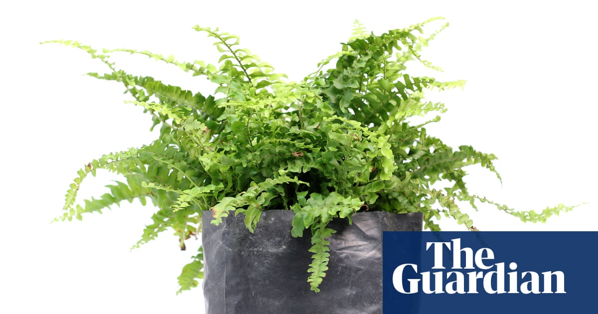 Houseplant hacks: can a plastic bag revive a wilting fern?