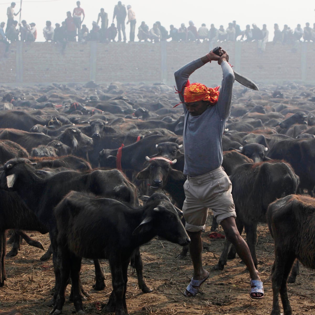 Nepal temple bans mass animal slaughter at festival | Nepal | The Guardian