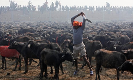 A butcher prepares to slaughter a buffalo with his knife during a mass sacrifice ceremony at Gadhimai temple in Bariyapur, Nepal, in 2009.