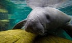 Massive feeding effort underway to save starving Florida manatees