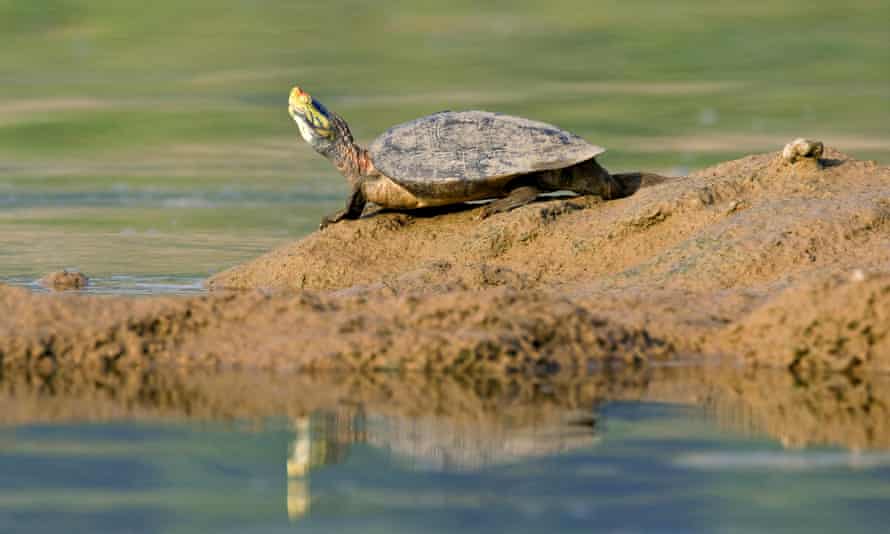 A Ganges soft-shelled turtle on the bank of the Chambal River in Madhya Pradesh