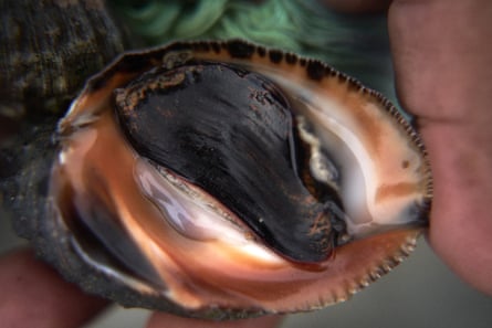 An upturned snail in the palm of a hand