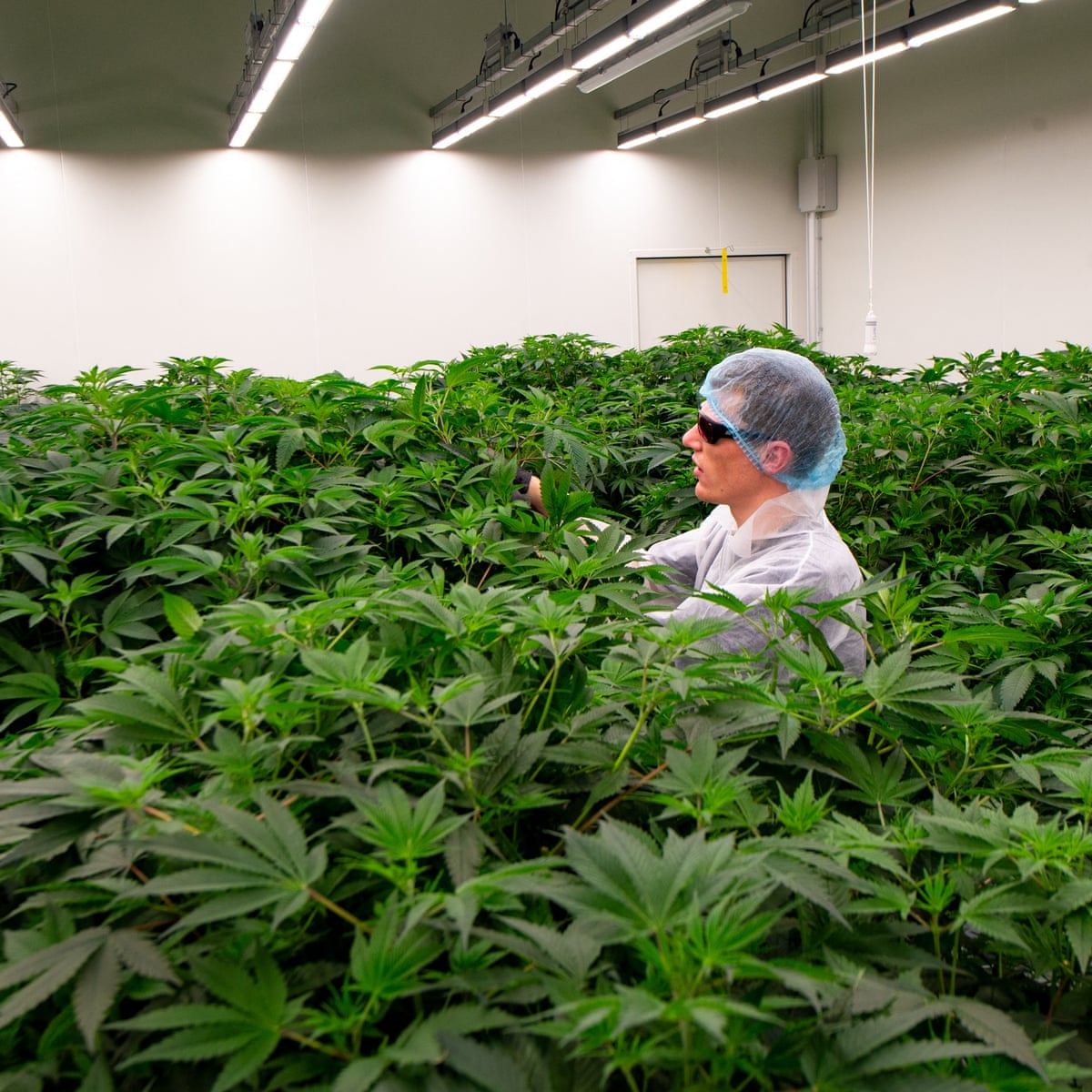 Netherlands begins trial to make cannabis fully legal | Netherlands | The Guardian Netherlands begins trial to make cannabis fully legal | Netherlands | The Guardian