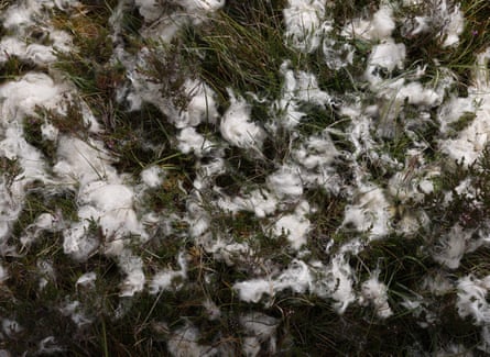 Fleece all over a patch of grass