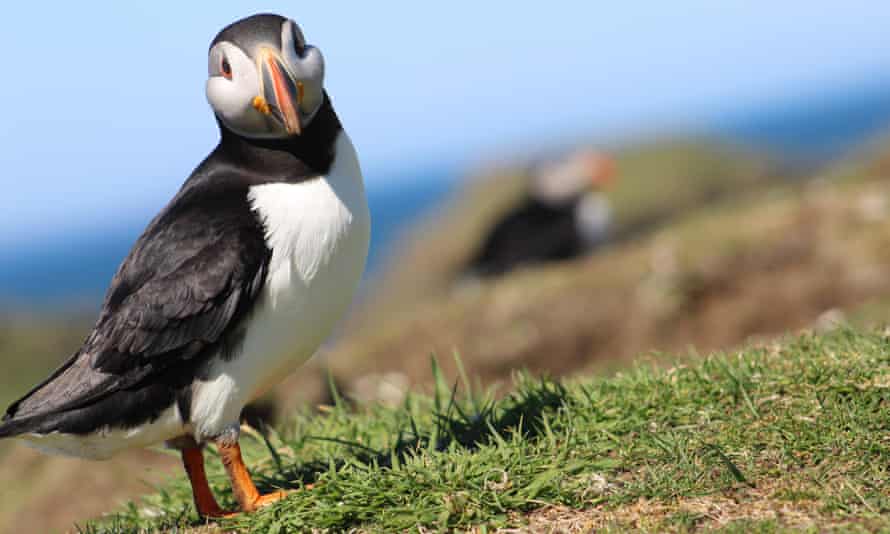 Sail and walk around the Hebrides on Steady, a Dutch ketch, and sail to each day’s walking destination Puffin-Scotland