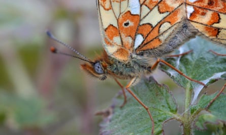 Une fritillaire bordée de perles