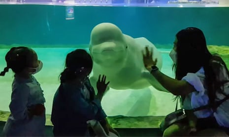 Two small Korean girls and a woman stand in front of an aquarium as a white whale looks at them through the glass