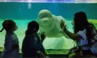 ‘Free Bella’: campaigners fight to save lonely beluga whale from Seoul mall
