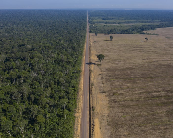 How could Tropical Forest Forever fund proposed at Cop30 tackle climate change?