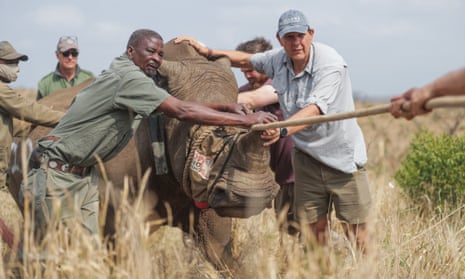 A tranquilized white rhino is walked to a crate in Phinda private game reserve in South Africa in preparation for translocation to Akagera national park in Rwanda, November 2021.