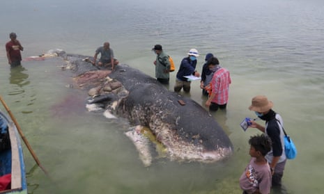 A stranded whale with plastic in his belly is seen in Wakatobi, Southeast Sulawesi, Indonesia.