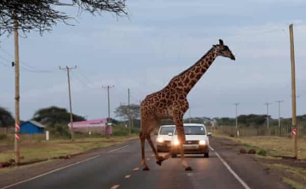 A giraffe crosses a road