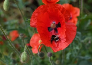 Uma abelha senta-se em uma papoula em Londres, Grã-Bretanha