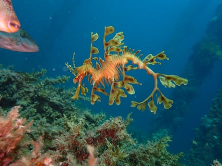 A Leafy sea dragon at Rapid Bay, before the bloom