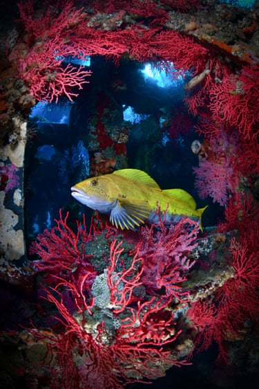 Gold-coloured fish surrounded by red soft corals