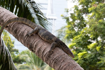 A water monitor lizard on the branch of a tree