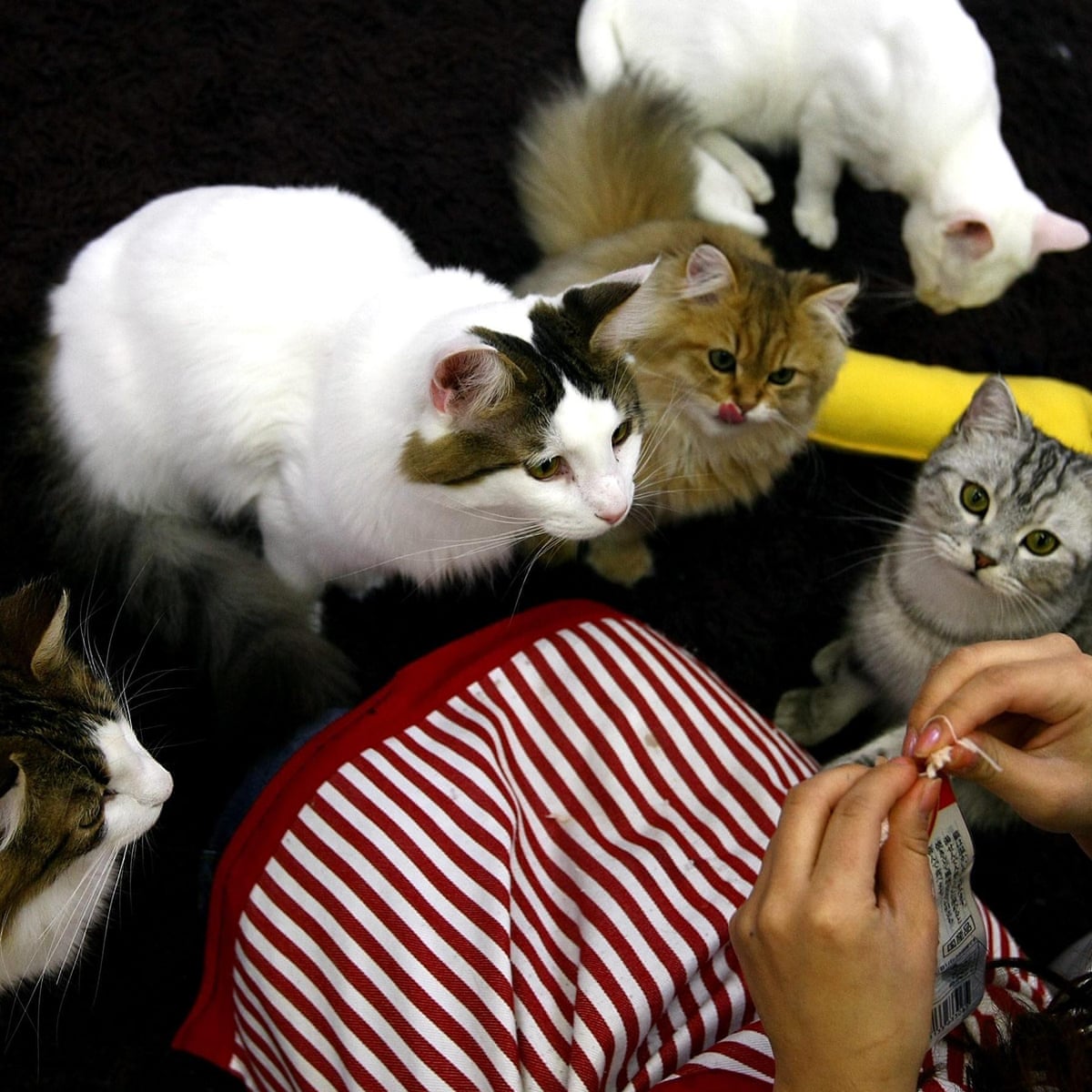 Japanese Cat Cafe Closed Down Over Neglect Fears World News The Guardian