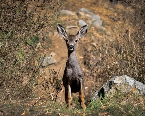 A fawn with big ears.