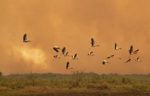 Birds fly past as a fire consumes an area next to the Transpantaneira road.